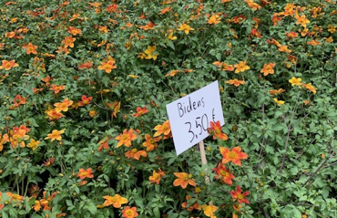 Blick auf orangefarbene Blumen zum Verkauf